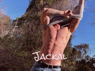 Jackal