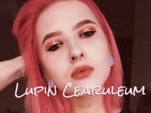 Lupin_Cearuleum